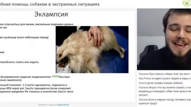 Собака начала очень часто дышать.Доврачебная помощь собакам в экстренных ситуациях. Вебинар.