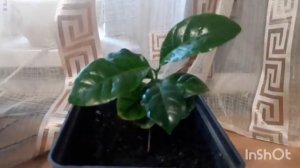 Кофе арабика. Как ухаживать за растением.