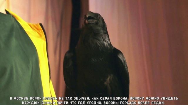 Умные вороны и скрытные утки Москвы смотреть онлайн