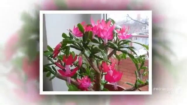 Цветы Шлюмбергер (Schlumbergera Flower)