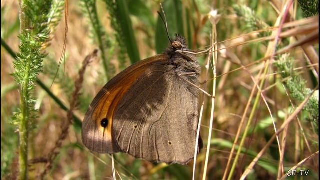 Мир увлечений. Фотоохота