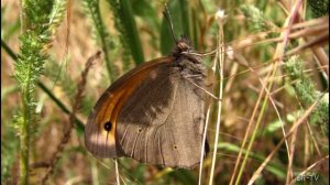 Мир увлечений. Фотоохота