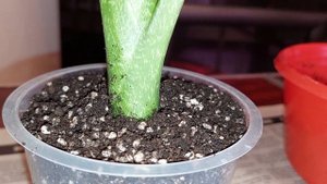 Диффенбахия: посадка и РЕЗУЛЬТАТ в одном видео.