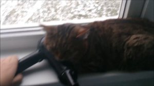 9 способов напугать кота