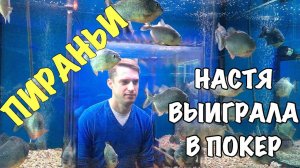 Бразильские Пираньи. Креативный Подарок. Настя Poker Star. Арбат.