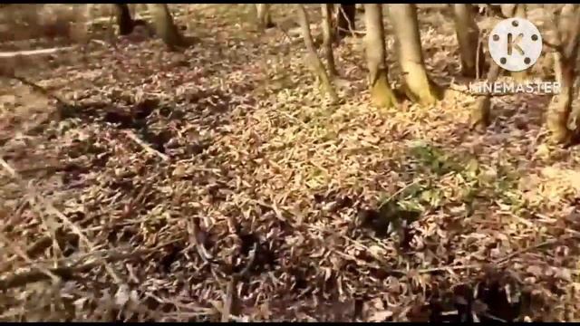 Зарисовкой копа металла в дебрях.Нашёл платы и ёлочные игрушки. смотреть онлайн