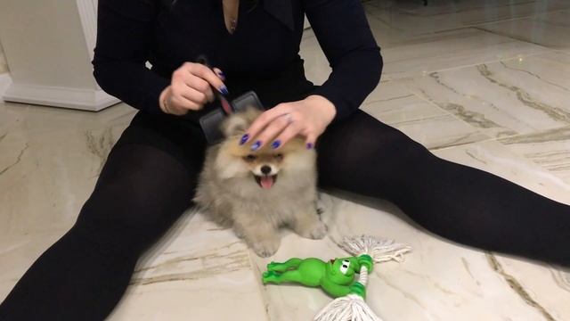 Померанский шпиц 2,5 месяца