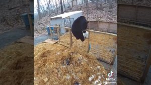 Медведь испугался свиньи ?