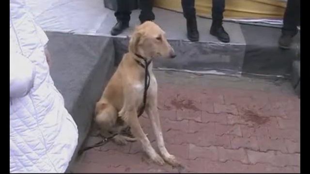 Жалко животных! Наурыз 2013. смотреть онлайн