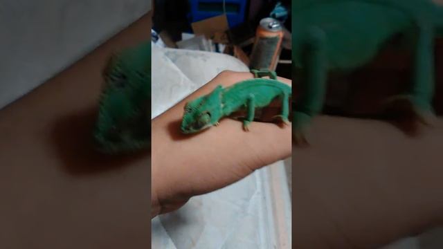 Newest member Charlie the chameleon смотреть онлайн