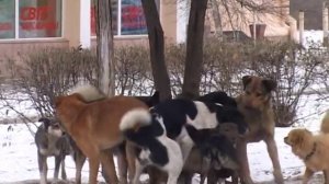 Собачья свадьба в День Св Валентина