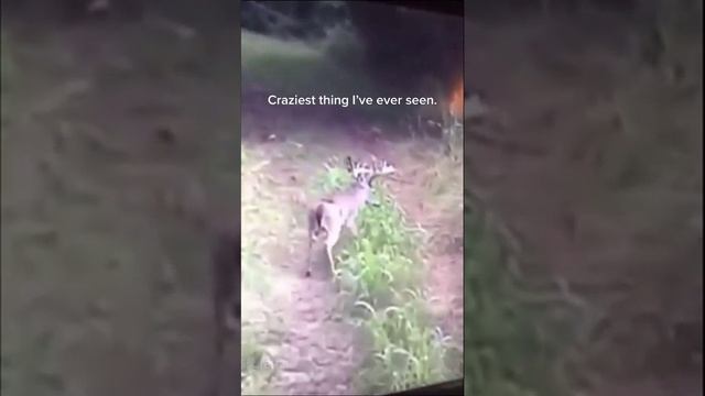 Сальто