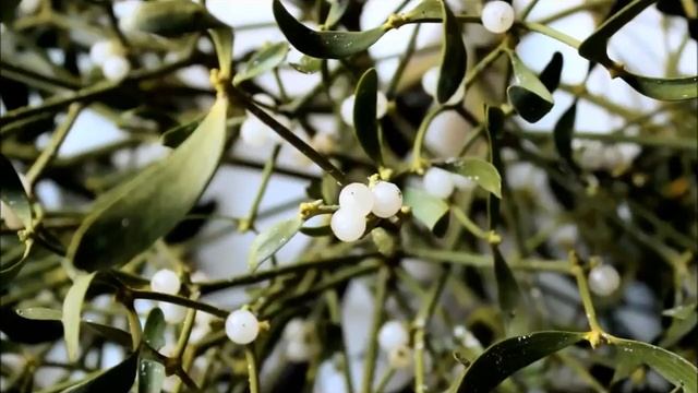Омела. Птичий клей. Откуда шарообразные кусты на деревьях?