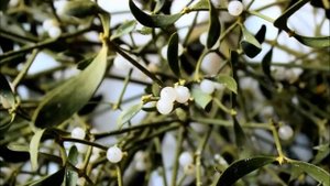 Омела. Птичий клей. Откуда шарообразные кусты на деревьях?