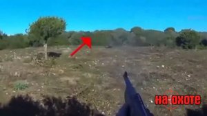 ОХОТА! КАБАН НАПАДАЕТ! УСПЕЛ УБИТЬ