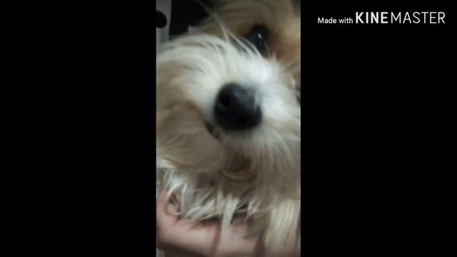 Корочи говоря жыза тишы🦄😽🐕🐕🐕🐕 смотреть онлайн