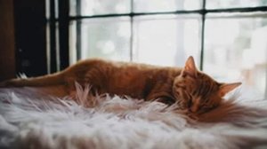 8 Hours Relaxing Lullaby for Cats and Kittens to sleep ❤ Calming Music for Cats with Anxiety ♬ #cat