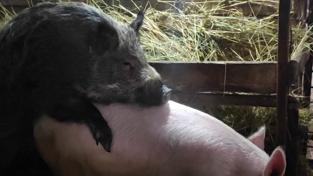 СВИНЬЯ В ОХОТЕ КРОЕТСЯ ДИКИМ КАБАНОМ РАЗМНОЖЕНИЕ СВИНЕЙ смотреть онлайн