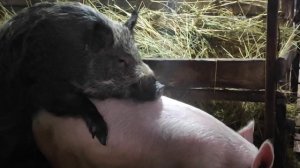 СВИНЬЯ В ОХОТЕ КРОЕТСЯ ДИКИМ КАБАНОМ РАЗМНОЖЕНИЕ СВИНЕЙ