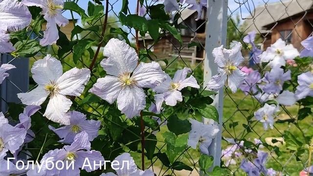 Клематисы для начинающих