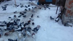 Николаевские и Кировоградские голуби! Есть на продажу ,если надо пишите .