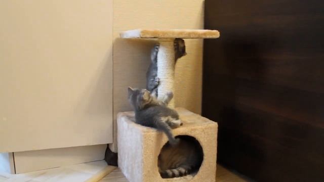 Британские котята 1,5 месяца