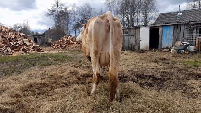 Власоеды у коровы.Куры начали нестись. смотреть онлайн