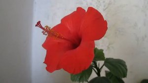 Китайская Роза. Цветёт Один День (Red Rose. Chinese Rose)