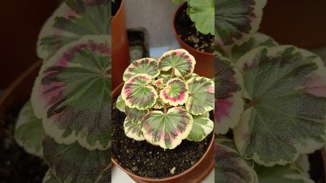 Маленький осенний обзор пеларгоний. смотреть онлайн