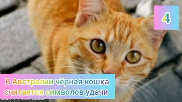 🗽 Интересные ФАКТЫ о кошках 🤘 // ТОП 7 ФАКТОВ 🗽