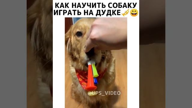 Как научить собаку играть на дудке