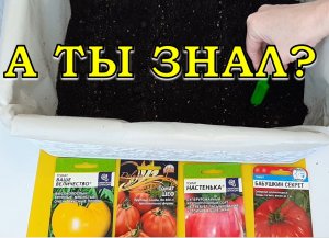 СЕЮ ТОМАТЫ ПО-НОВОМУ??????