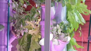 Аэропонная установка Аэро-Флора, своими руками. Круглогодичное выращивание зелени. Читай описание