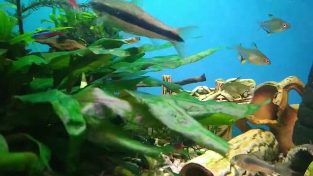 Рыбки в моем аквариуме. Без звука смотреть онлайн