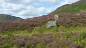 Scotland Heather