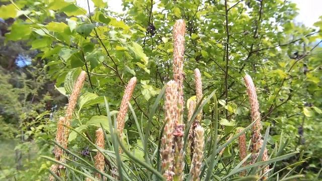 Хорошего настроения,природа. г. Карачев 2021г. Съёмка на экшен камеру sjcam sj8 pro. смотреть онлайн