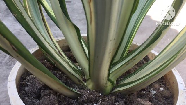 Furcraea foetida/ false agave indoor outdoor plant смотреть онлайн