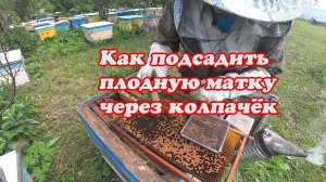 КАК ПОДСАДИТЬ ПЛОДНУЮ МАТКУ ЧЕРЕЗ СЕТЧАТЫЙ КОЛПАЧЁК, МОИ НАБЛЮДЕНИЯ.