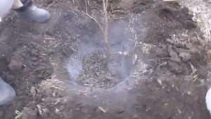 ****Пересадка черенков сливы дедовским методом****