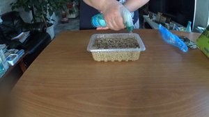 ОГУРЦЫ, ПОСЕВ СЕМЯН ОГУРЦОВ НА РАССАДУ В ВЕРМИКУЛИТ