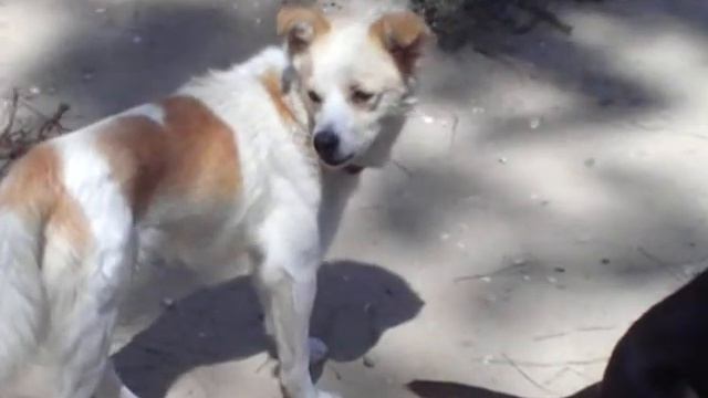 MOV0A4.MOD MIELE CERCA CASA смотреть онлайн