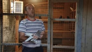 Андижанские бойные голуби