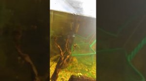 Креветки вишеньки! Паразити вбивці криветок!