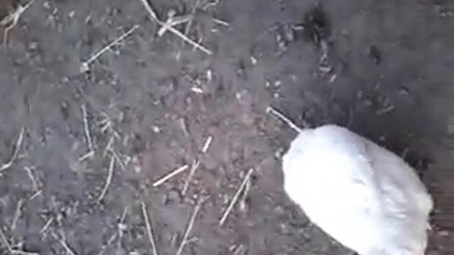 КУРКА ТАНЦУЕТ БРЕЙК ДАНС ШОК СМОТРЕТЬ ВСЕМ смотреть онлайн