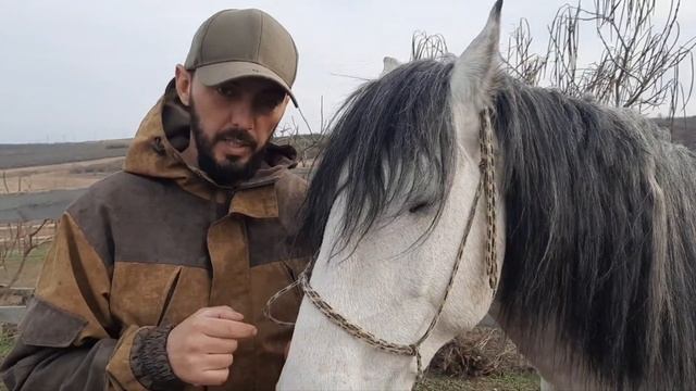 Как определить возраст лошади по зубам? смотреть онлайн