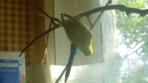 Попугай-вертолет