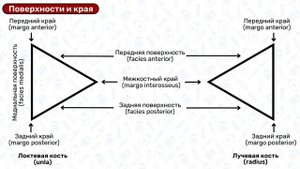 Локтевая кость: анатомия, строение, латынь / Остеология