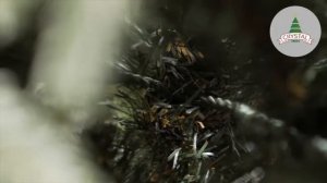 Искусственная елка Альба от 120-240 см, ЛИТАЯ + ПВХ, Crystal Trees