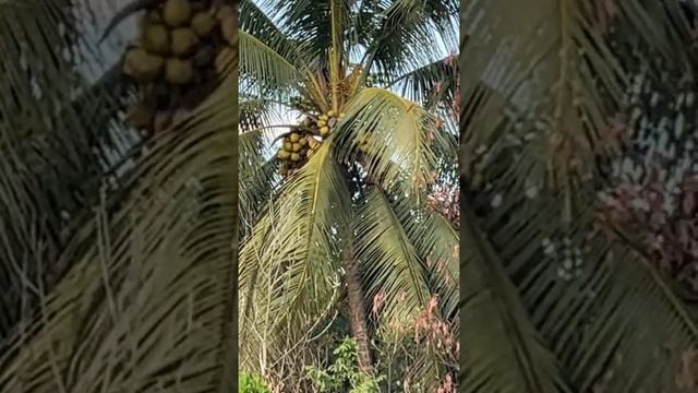 Coconut tree