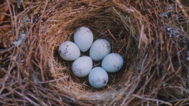 «Птицы Пушкинского Заповедника». Часть третья